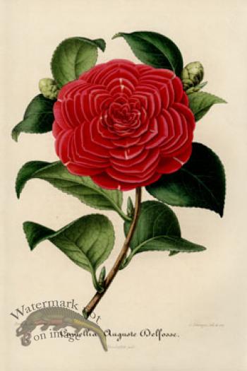 Camellias
